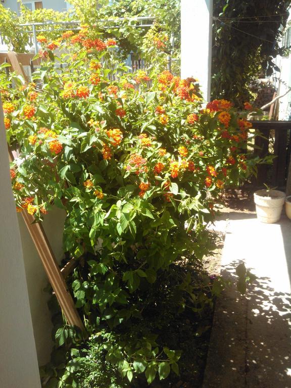 Apartmani Dado Улцин Екстериор снимка